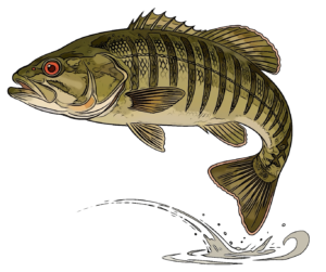 Fishing for smallmouth bass on the Toe River Bakersville NC